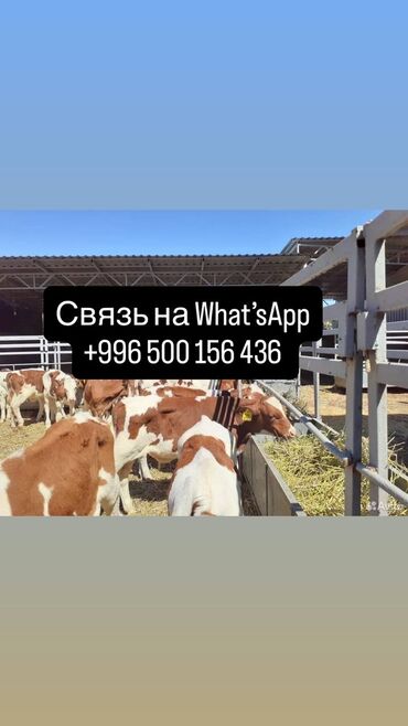 продаю музоо торпок корова самка бык самец айрширская ангус алатауская на забой для разведения на откорм племенные нетель привязанные: Продаю | Корова (самка), Бык (самец), Тёлка | Ангус, Герефорд, Голштин | На откорм, На забой, Для разведения | Племенные