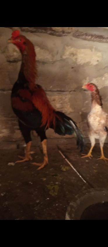 heyreti gence: Ünvan mestaga yer yoxdu deyə satıram qiymət cutune aidir — 1