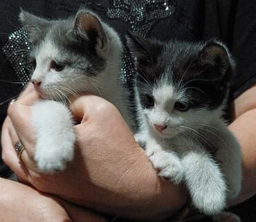 дом для кош: Котята красавцы в добрые руки, девочка и мальчик, возраст 2,5 месяца