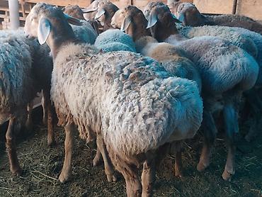 Продаю | Баран (самец) | Гиссарская, Арашан | На забой at lalafo.kg Продаю | Баран (самец) | Гиссарская, Арашан | На забой