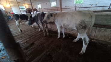 животные корова: Сатам | Бука (эркек) | Бельгия | Бордоп семиртүү үчүн, Көбөйтүү үчүн | Асыл тукумдуу, Жасалма уруктандырылган