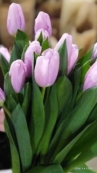 Букеты из живых цветов: Продаем тюльпаны отличного качества, высота и бутон крупный, высокие — 9