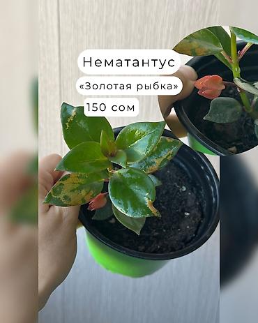 Декоративдик гүлдөр: 🌿Папоротник Асплениум Парвати - неприхотливый папоротник с упругими — 3