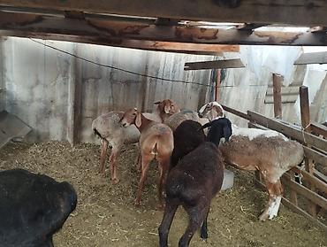 ечки кой: Продаю | Овца (самка) | Для разведения — 3