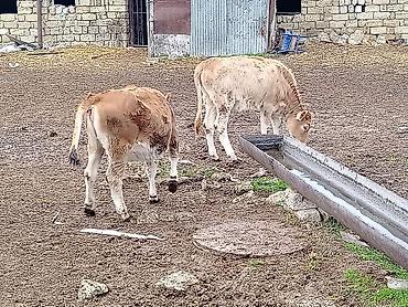 Рогатый скот: Satılır: erkək buzovlar qrupu - Növ: yerli qarışıq cins ətlik/südlük — 5