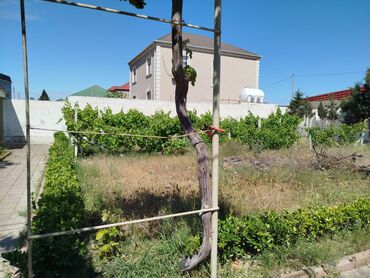 Həyət evləri və villaların satışı: 4 otaqlı, 90 kv. m, Kredit yoxdur, Orta təmir -da lalafo.az — 8 Həyət evləri və villaların satışı: 4 otaqlı, 90 kv. m, Kredit yoxdur, Orta təmir — 8