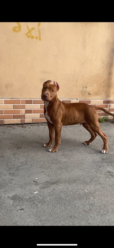 İtlər: Pitbul, 5 ay, Erkek, Peyvəndli, Ünvandan götürmə