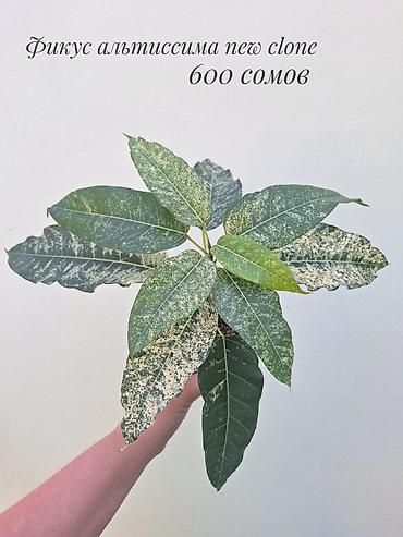 Фикустар: 🪴 Фикусы разных сортов в продаже. 🌿 Названия сортов и цены указаны на — 10