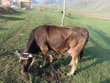 айрширская корова купить: Продаю | Корова (самка) | Айрширская | Для молока | После отела