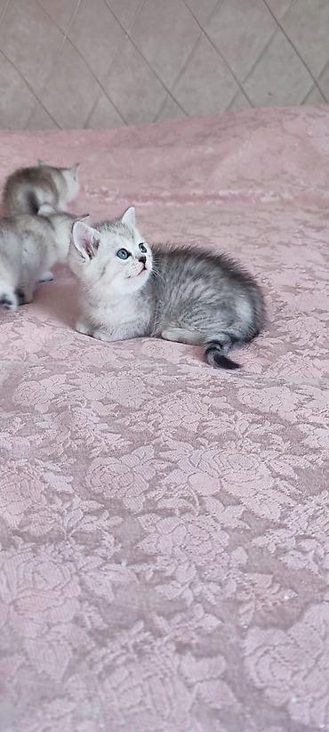 Pişiklər: Britan — 8