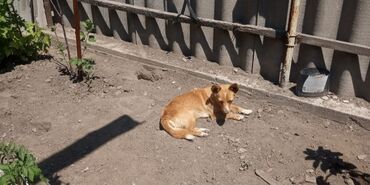 охотничи собаки: Отдам в хорошие руки, двух молодых собачек девочек, без породы,две
