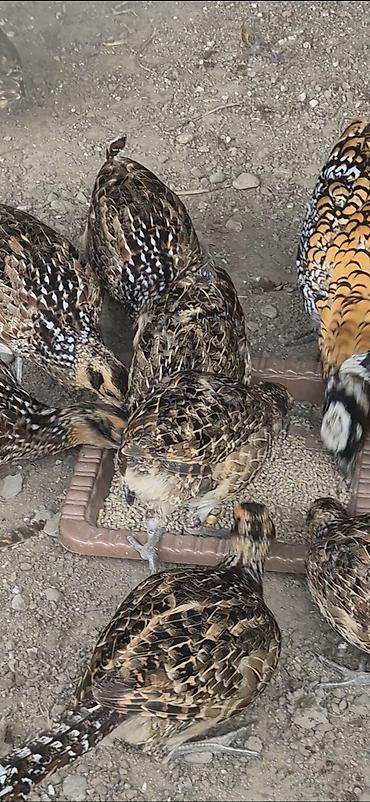 1 kq bugda qiymeti: Kral qorqovulu xaricden gelme damazligdi cox boyuk olur atasi birinci — 7