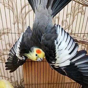 Qefessiz 60anat Nimfa (Cockatiel) cütü Məhsulun tərkibi: - 2 ədəd