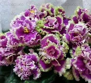 Фиалки и глоксинии: Фиалочки!!! Продам: 1. Укорененные черенки стандартных сортовых — 12