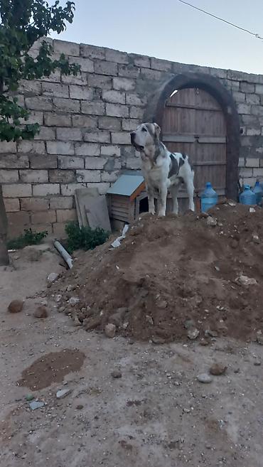 İtlər: Alabay, 1 ay, Dişi — 3