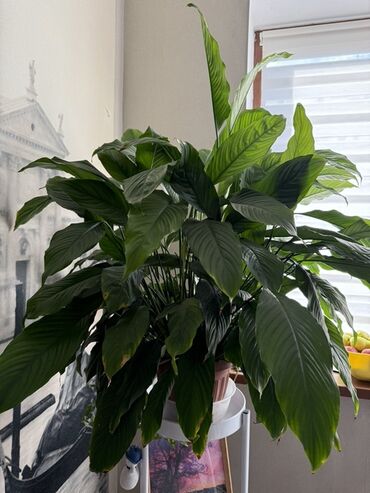 букет из бабочек как сделать: Спатифиллум (Spathiphyllum), крупный взрослый куст - Эффектное
