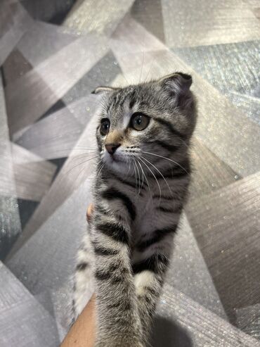 камышовый кот цена: Продаём котёнка, возраст-3 месяца девочка. Вислоухоя ласковая очень