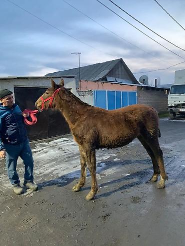 Лошади, кони: Продаю | Жеребенок | Рабочий — 3