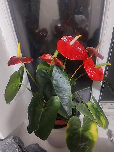 яркие: Антуриум (Anthurium andreanum) в горшке - Компактный куст с крупными — 1