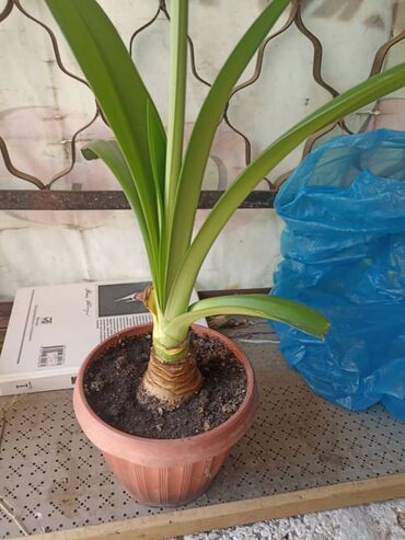 продаю или миняю: 🌿 Забираю домашние растения даром или по символической цене. Если