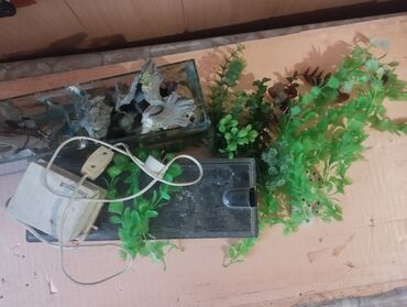Аквариумы: Аквариумы