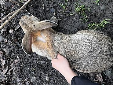 Кролики: Продаю | Крольчиха (самка), Кролик самец, Крольчата | Для разведения — 12