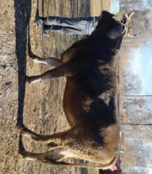 продам бу оборудование для птицефабрики: Сатам | Уй (ургаачы) | Сүт алуу үчүн | Асыл тукумдуу