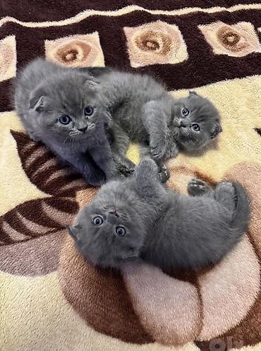 шотланская вислоухая кошка: Шотландские вислоухие котята, окрас голубой (solid blue). - Помет из — 1