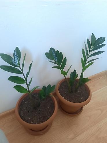 Otaq bitkiləri: Dibçək gülü 
zamioculcas — 2