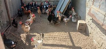 cucə və xoruz təmsil: Yerli həyət təsərrüfatından toyuqlar - Çeşidli yerli xırda təsərrüfat — 1