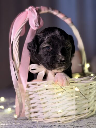 Продажа собак: 🎁 Ищете идеальный подарок к Новому году? Маленький хвостик, который — 2
