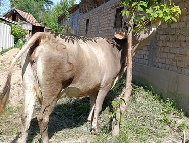 кара кон: Продаю | Корова (самка) | Алатауская | Для разведения, Для молока | Стельные