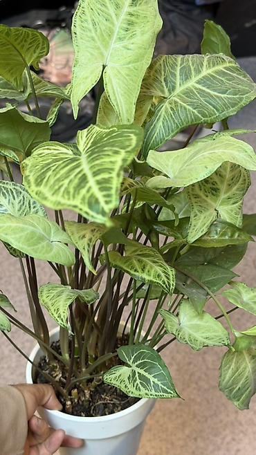 Сингониум (Syngonium podophyllum) с эффектной вариегацией листьев. -