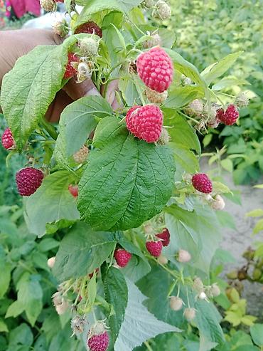 кой бишкек: Малина — 2