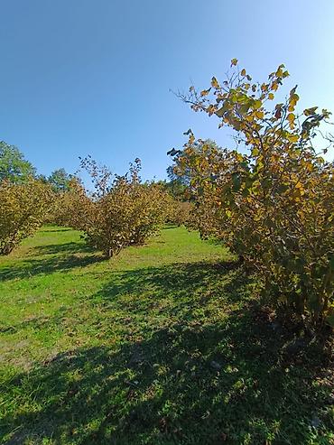 Torpaq sahələrinin satışı: Kənd təsərrüfatı — 9