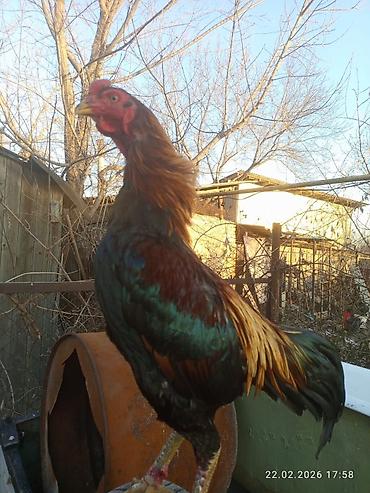 Куры, петухи: Продаю | Петух | Для разведения — 7