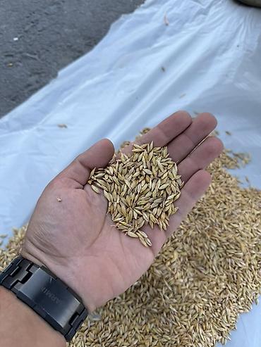 арбуз оптом цена: 🌾 ПРОДАЁТСЯ СЕМЕННОЙ ЯЧМЕНЬ «АМБЕРГ» КФХ «Таштан» предлагает к — 3