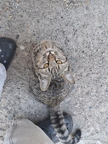 Отдам даром кошку: Кошка даром: Беспородная, 4 месяца, Мальчик — 2