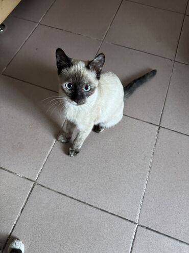 где купить котенка в бишкеке: Кошка даром: Сиамская, 4 месяца, Девочка, Приучена к лотку, Проглистована