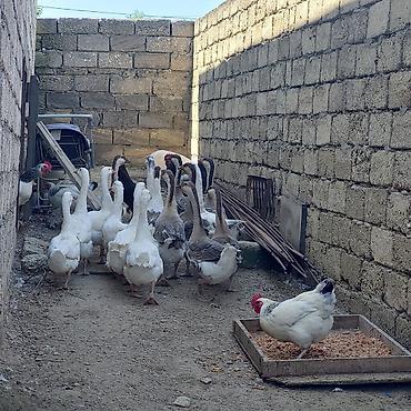 qaz cuceleri: Qaz və toyuq sürüsü - Növ: qarışıq qaz sürüsü (ağ və boz-rəngli) + — 1