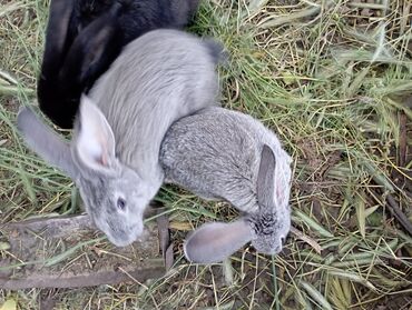 кролик калифорницы: Великаны два месяца 500 сом 1шт. есть кролиха с 4-5 малышами 2500