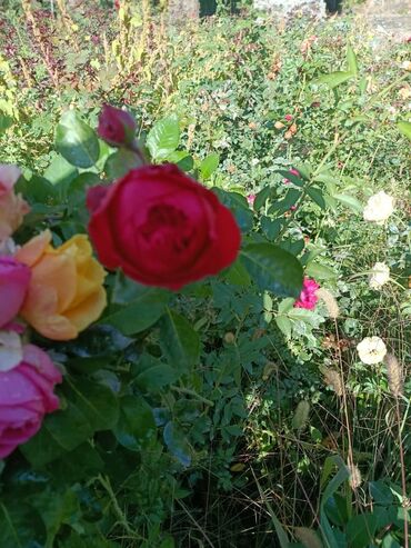 Садовые цветы и кустарники: Садовые розы — срезочные и для посадки Описание: - Разновидности — 5