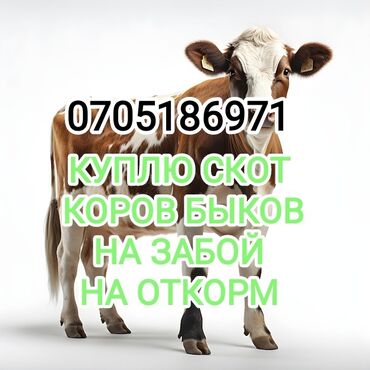 корова: Куплю | Коровы, быки, Лошади, кони, Другие с/х животные | Круглосуточно, Любое состояние, Забитый