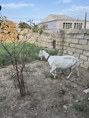 Digər kənd təsərrüfatı heyvanları: Dişi, Zanen, il: 5, 30 kq, Damazlıq, Ünvandan götürmə