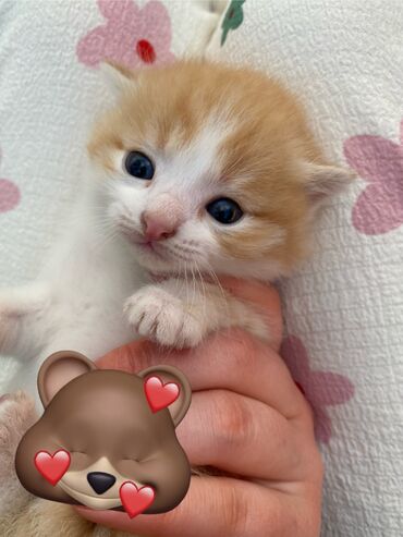 американский вислоухий кот: Скотиш Фолд (Шотландская вислоухая), 1 месяц, Мальчик, Метис, Приучена к лотку