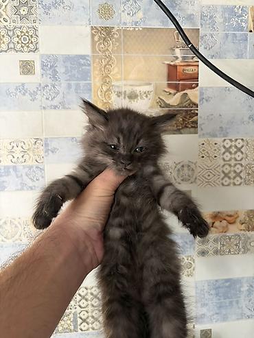 Отдам даром кошку: Котята домашние, пушистые, окрас дымчатый и колор‑пойнт (светлое тело — 1