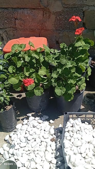 гул апа: Satış: qızılgül və sardunya (zonal pelargonium) saksı bitkiləri - — 3