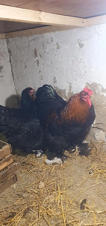 australorp toyuqlari: Satılır: iri cüssəli toyuq-xoruzlar (ehtimalən Brama tipli) - Rəng — 2