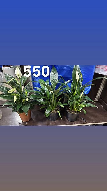 Другие комнатные растения: Комнатные цветы, цены написаны на фото — 1