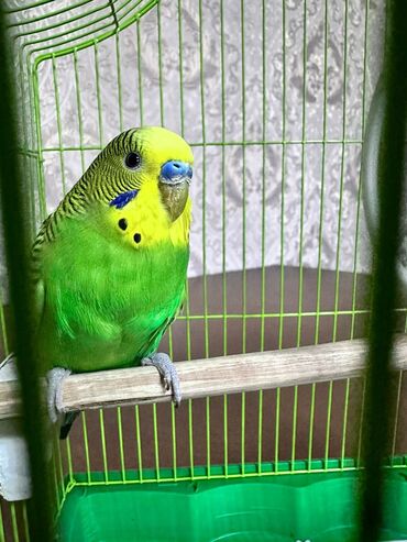 Птицы: Продаем попугая, порода волнистый, если научить, то умеет говорить!